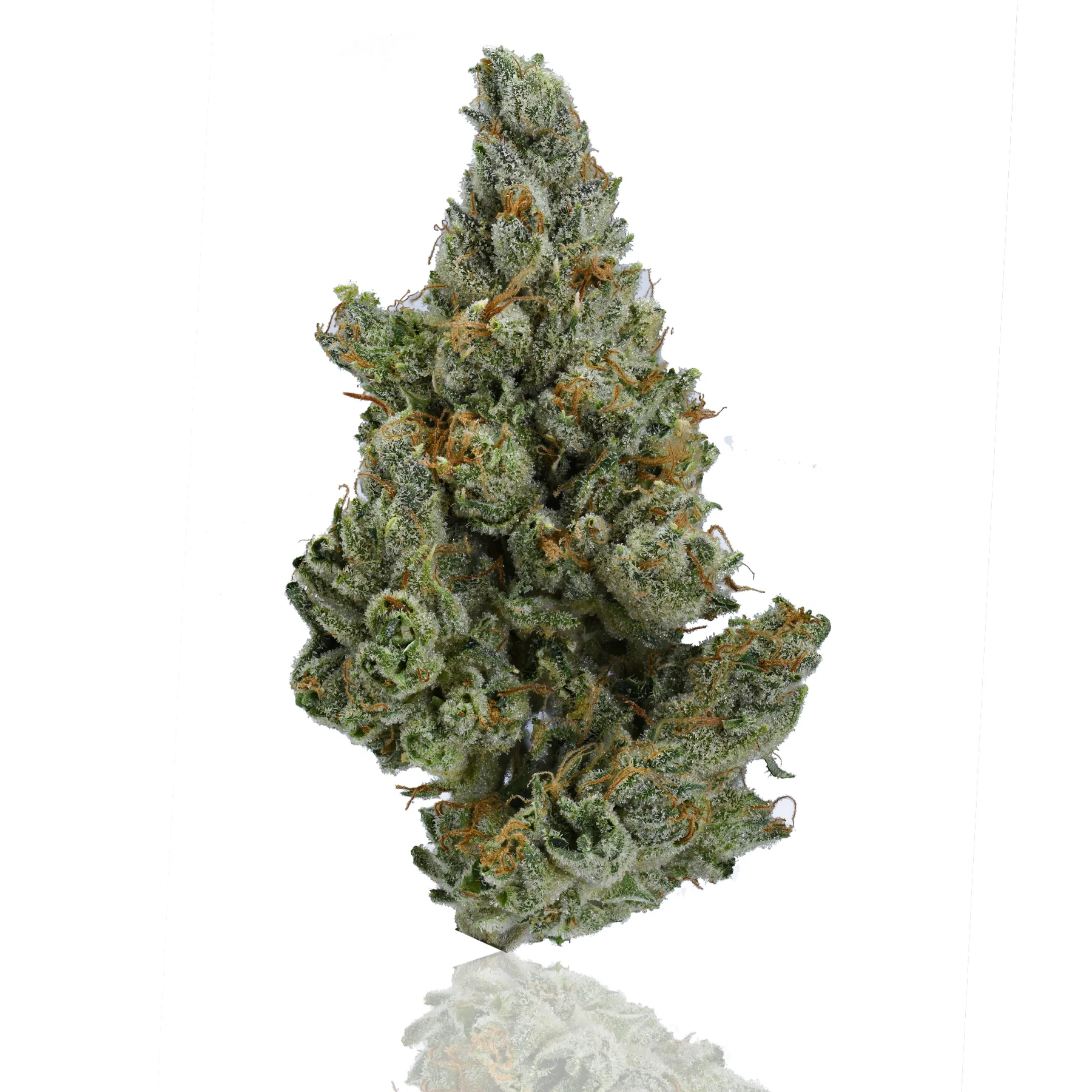 Fire OG flower photographed on a white background
