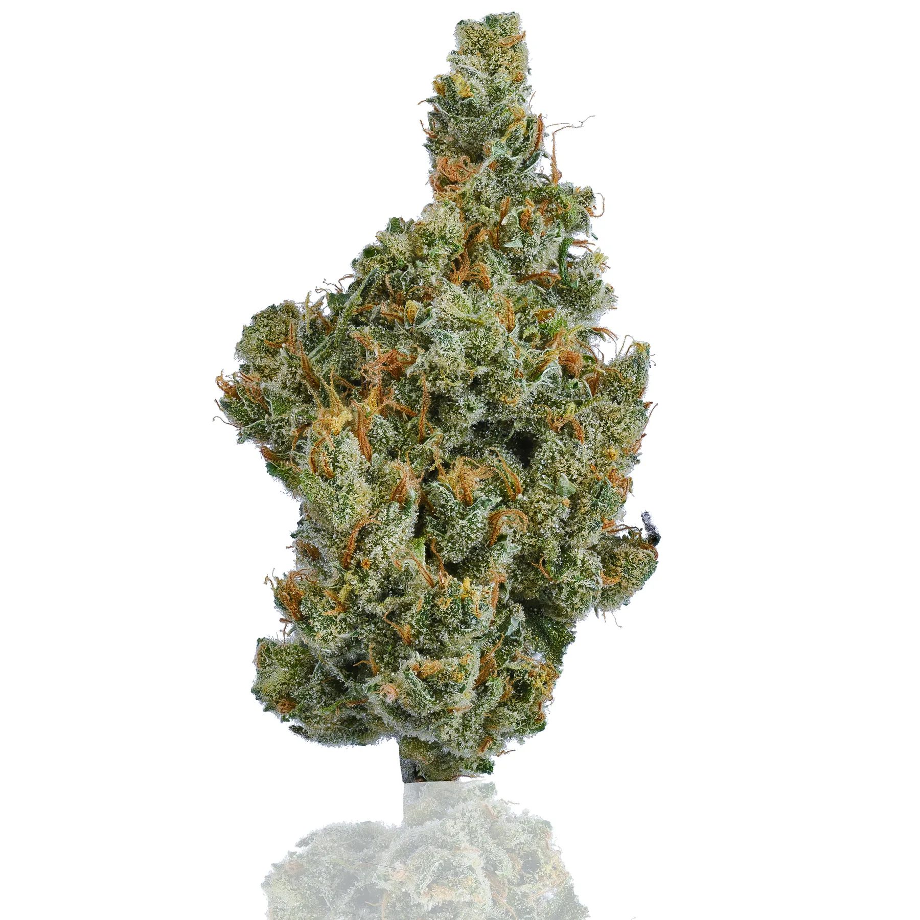 Super Silver Haze flower photographed on a white background