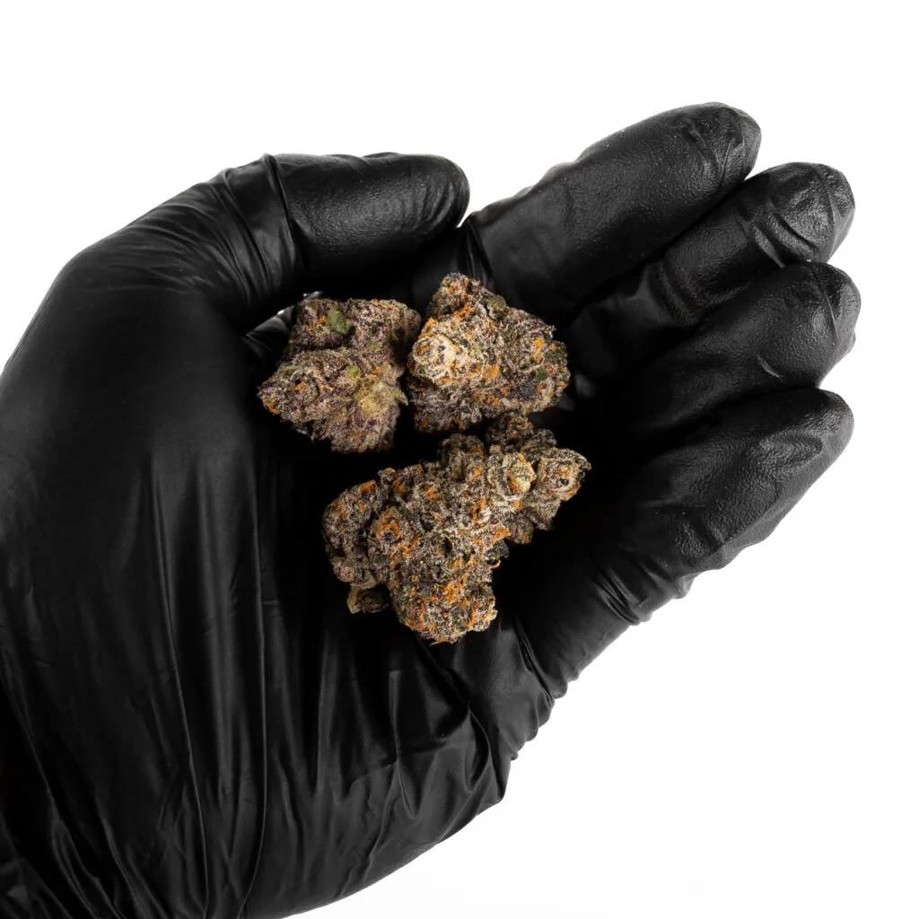 CAM Strain Highlight: Biscotti BX1 — biscottibx1 10