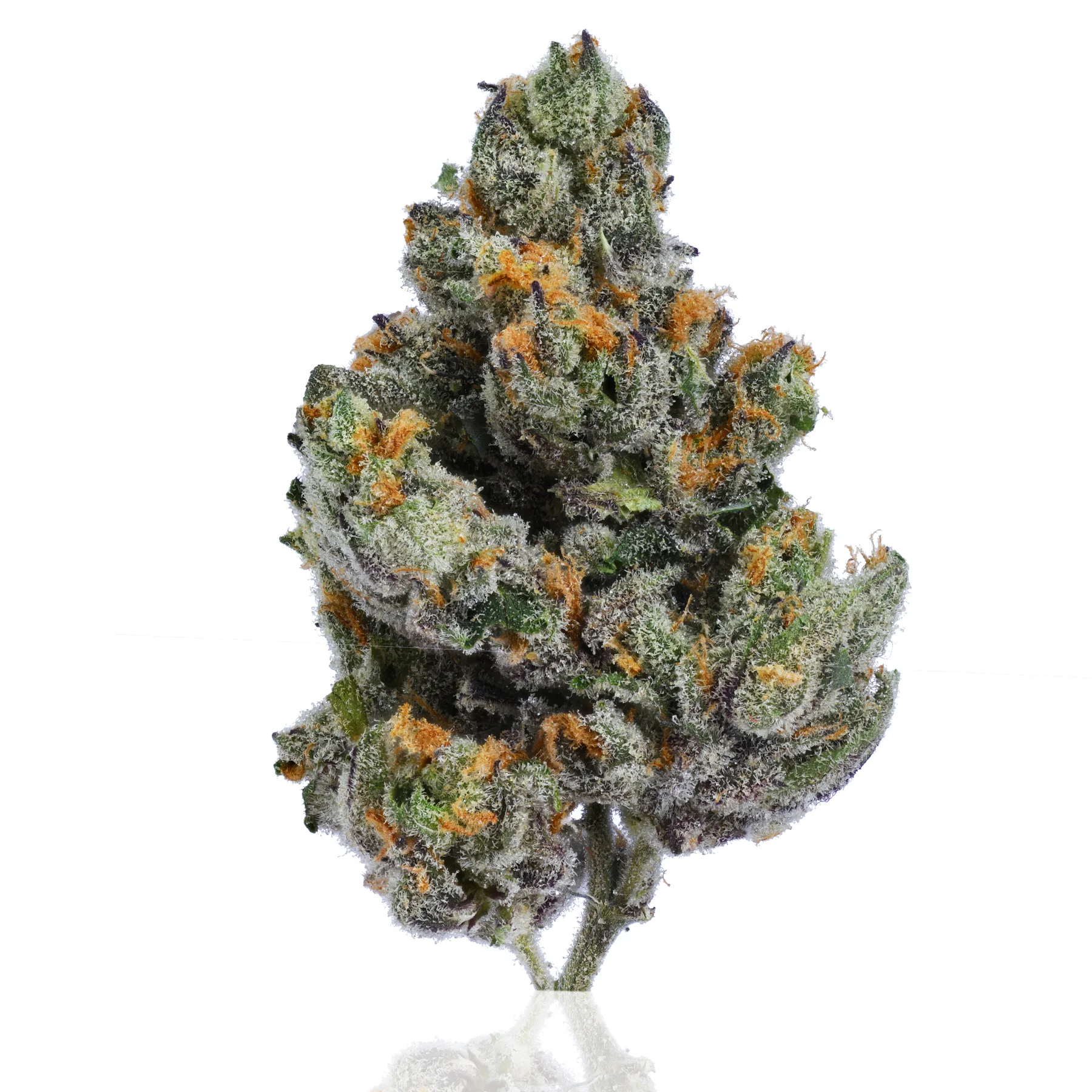 Durban Haze flower photographed on a white background