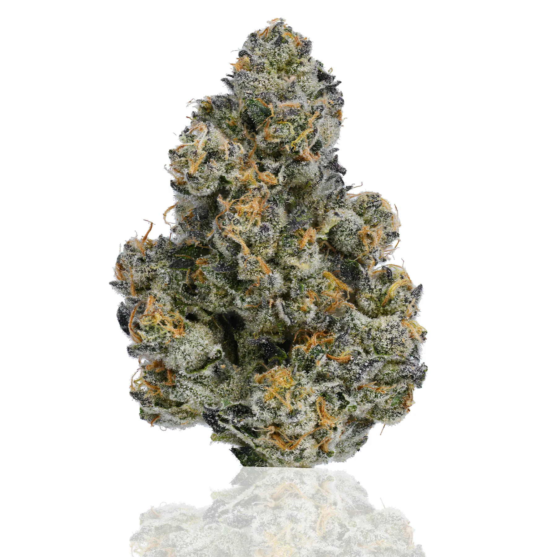 Bubba’s Girl flower photographed on a white background, view 1