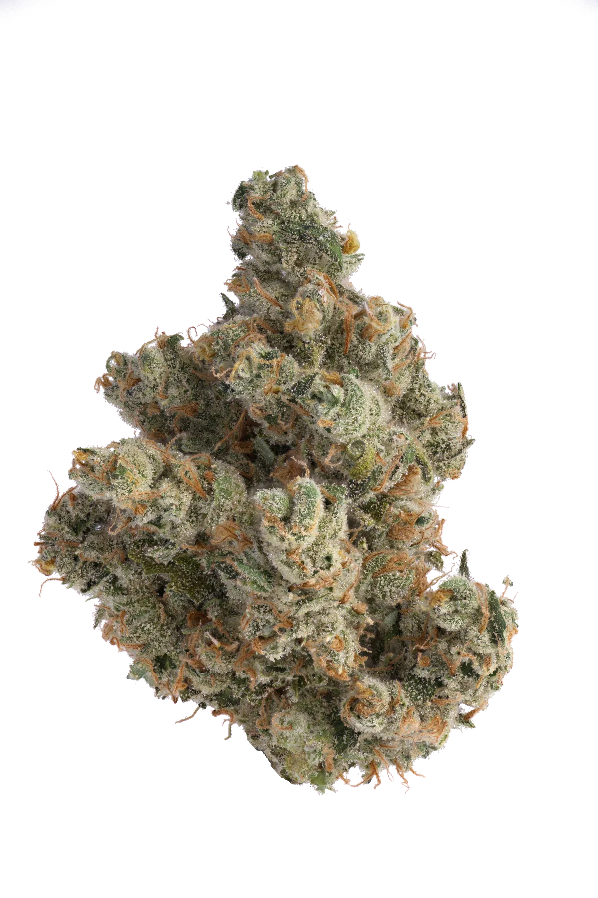 Jack Herer flower photographed on a white background, view 1