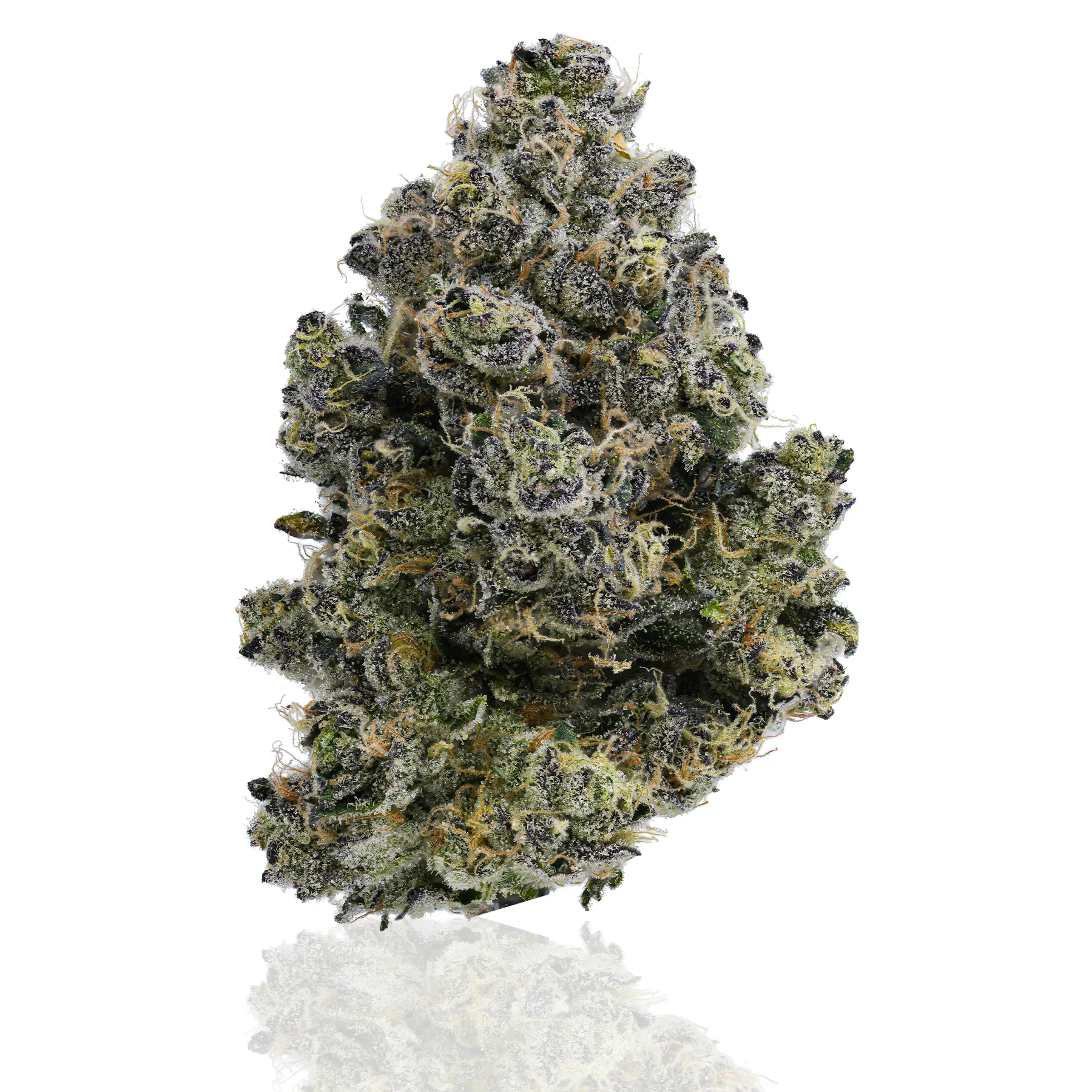 Hashburger flower photographed on a white background, view 1