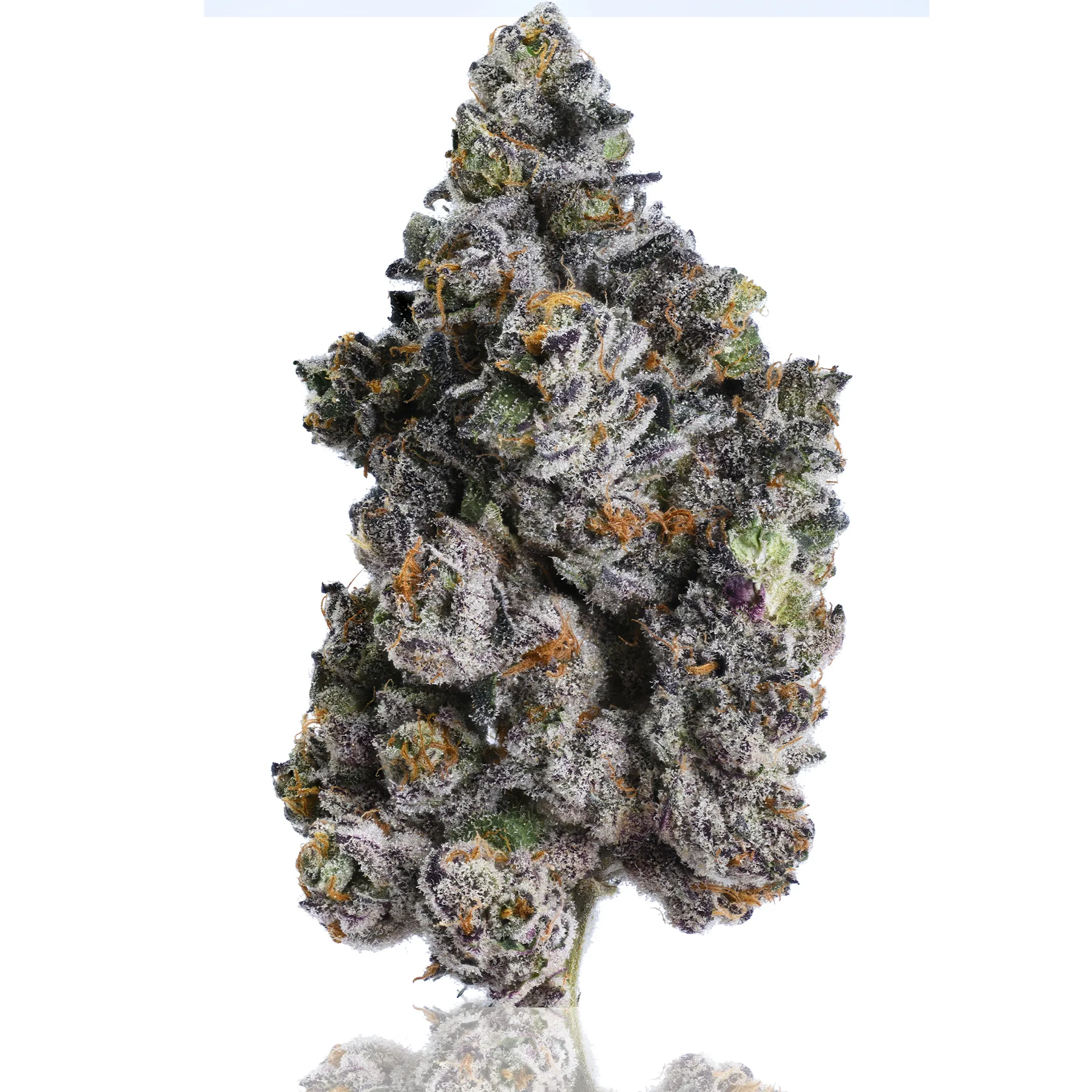 Bubba’s Mints flower photographed on a white background