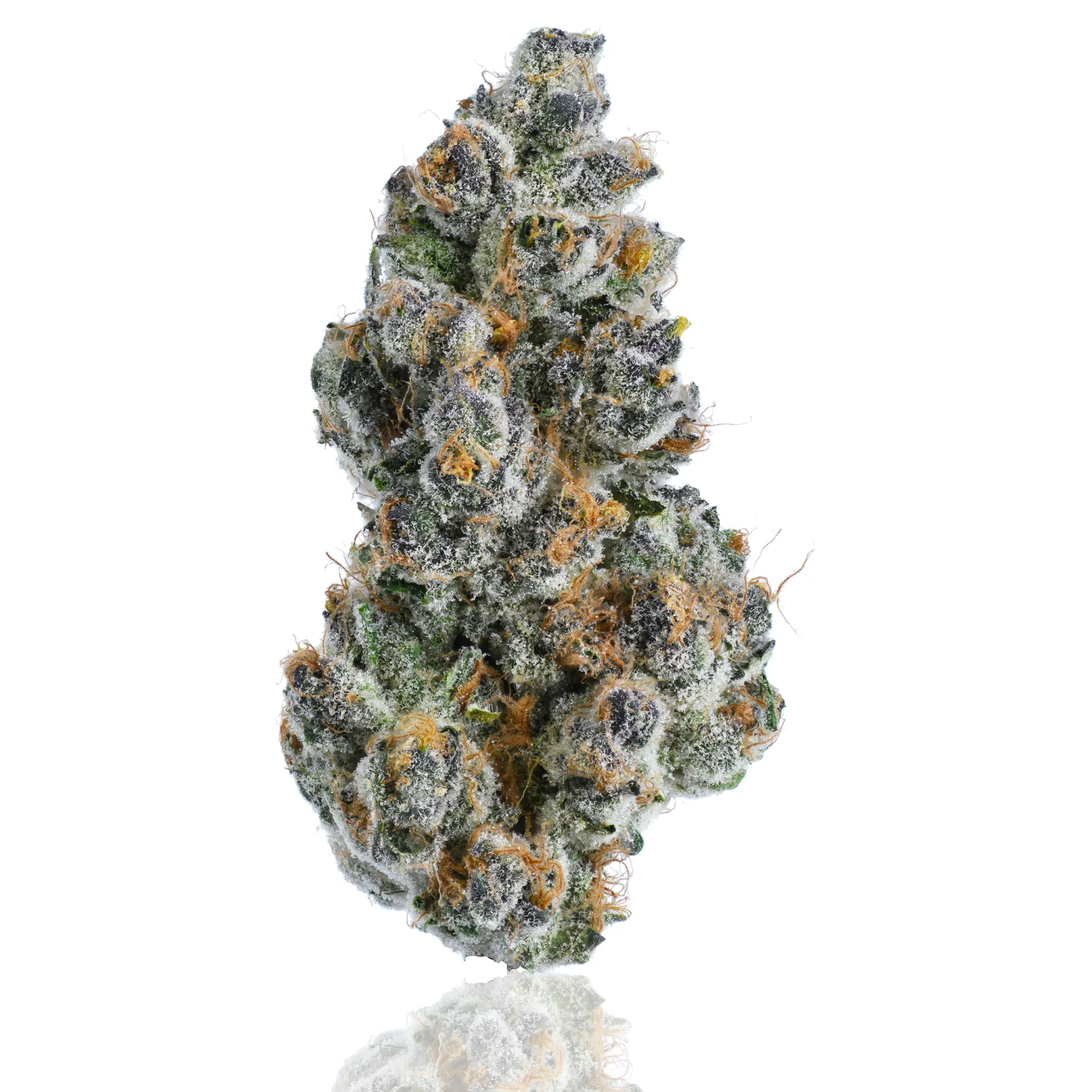 Super Boof flower photographed on a white background