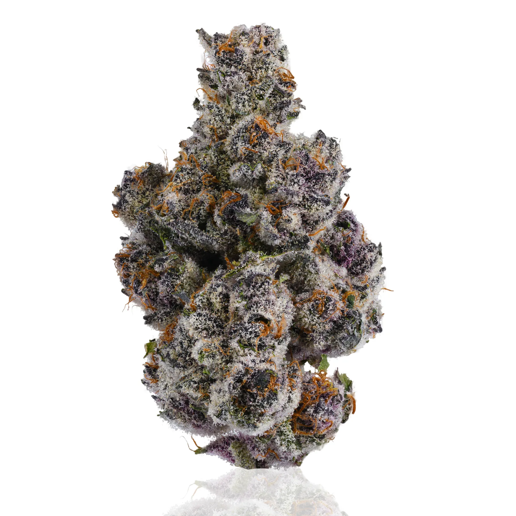 Super Buff Cherries flower photographed on a white background
