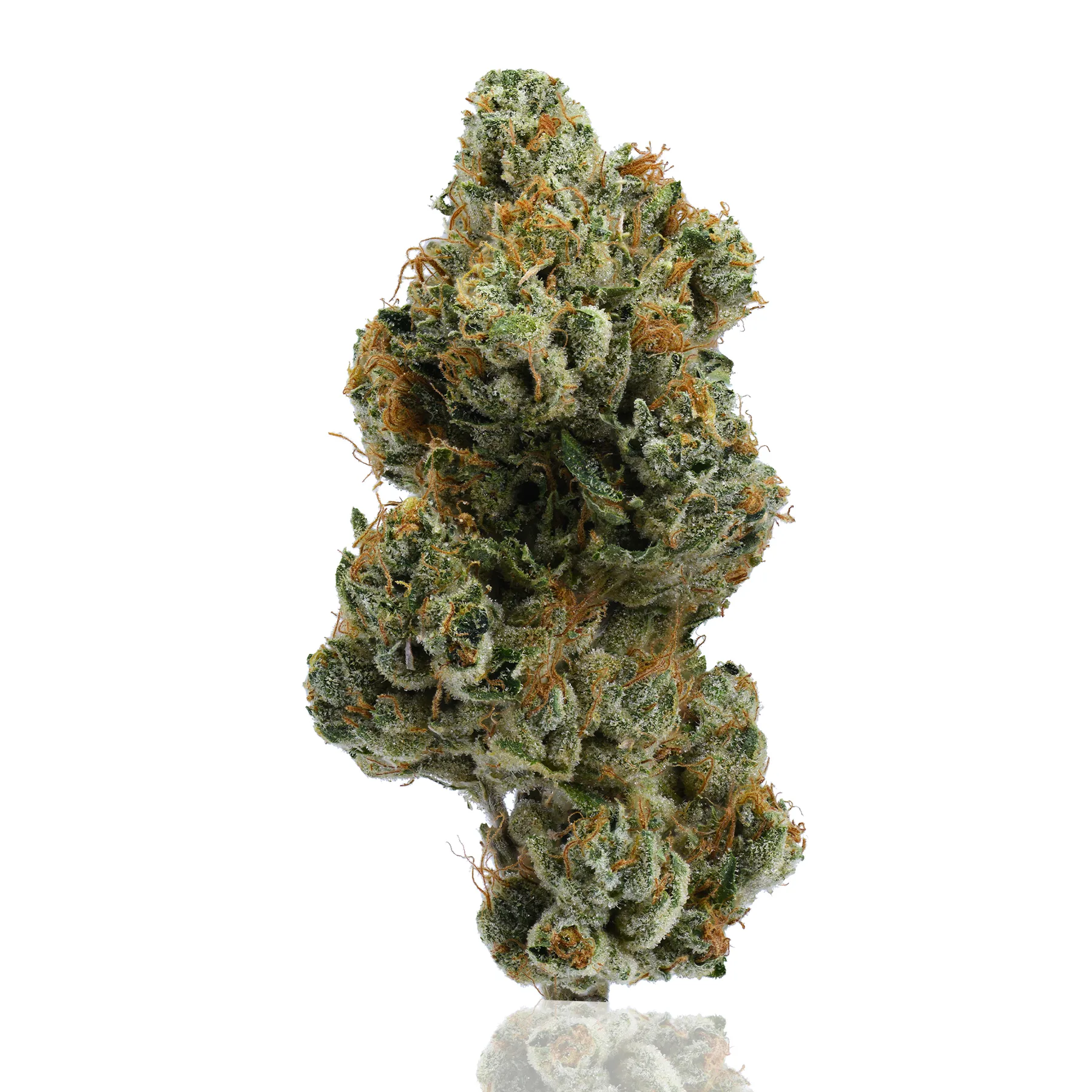 Platinum OG flower photographed on a white background