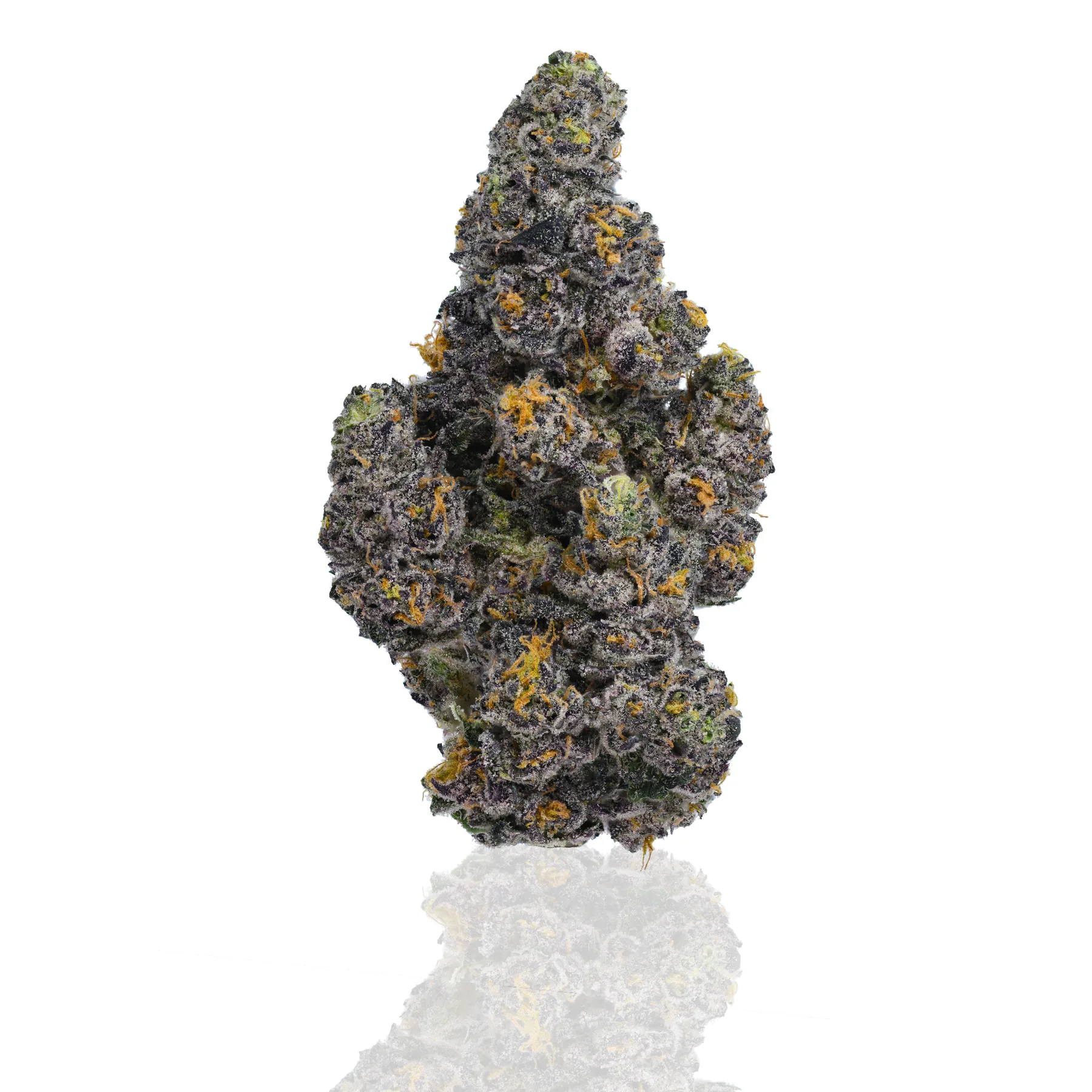Peak Pressure flower photographed on a white background