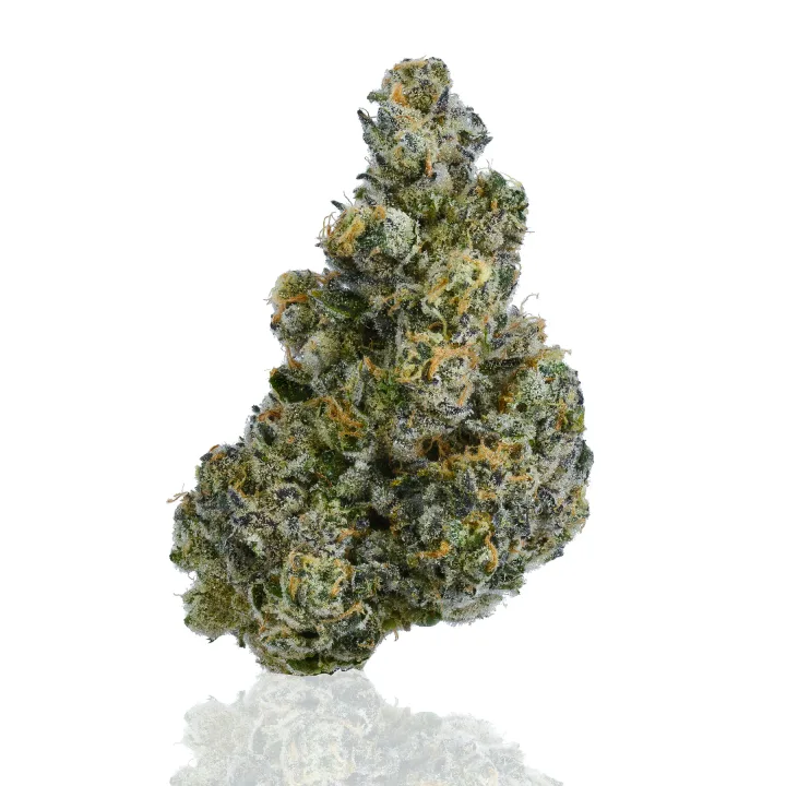 Bubba’s Girl flower photographed on a white background, view 2