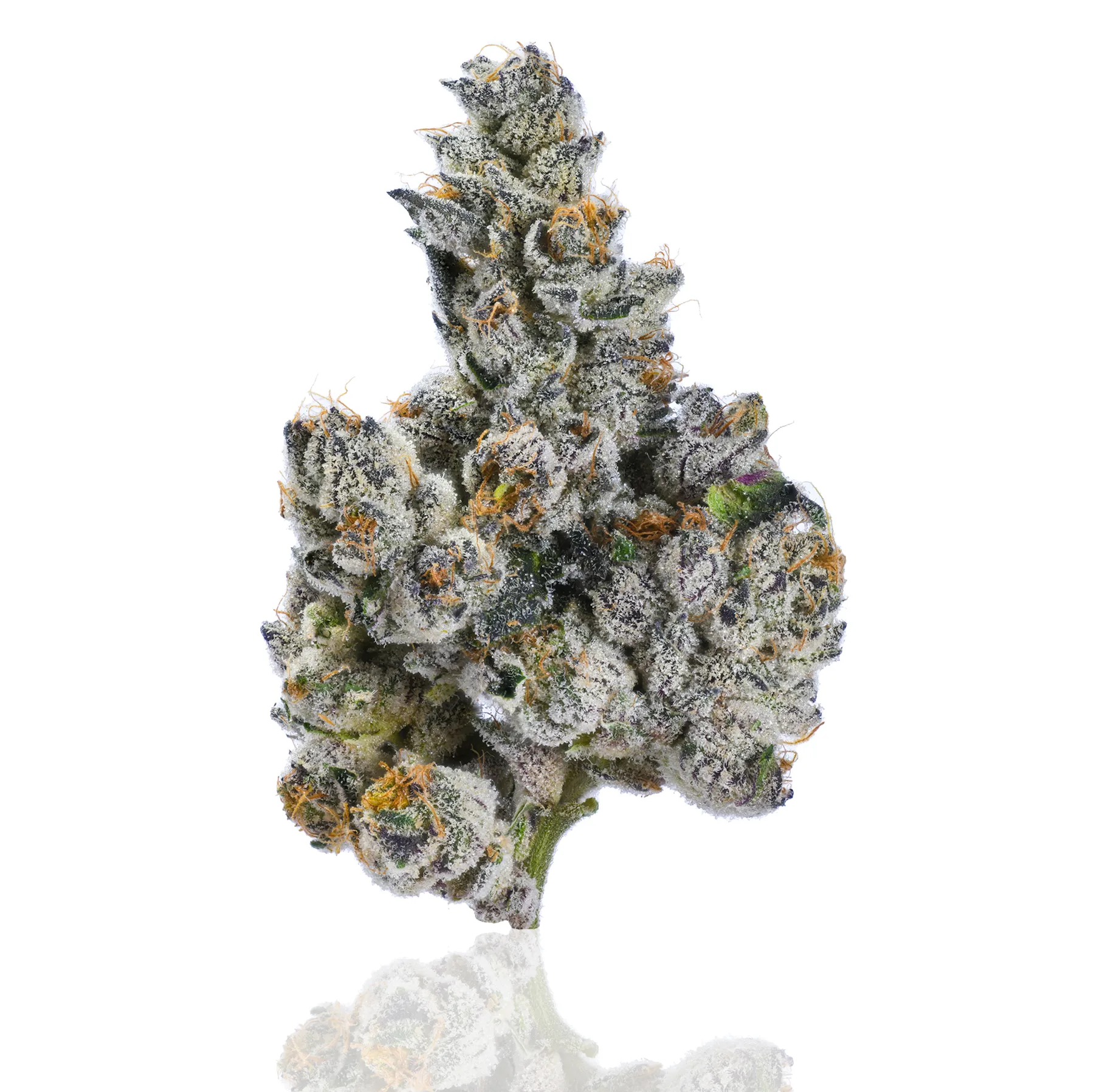 Cam Pop flower photographed on a white background