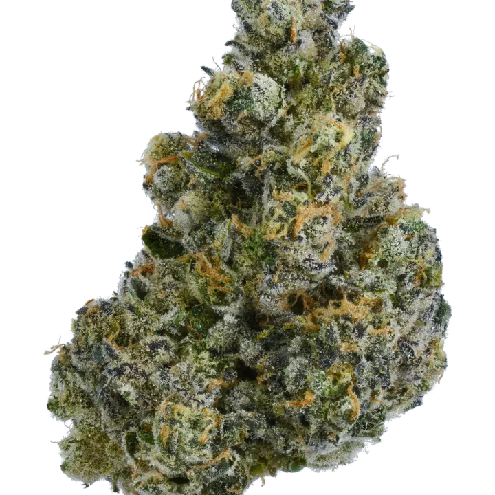 Bubba’s Girl flower photographed on a white background, view 3