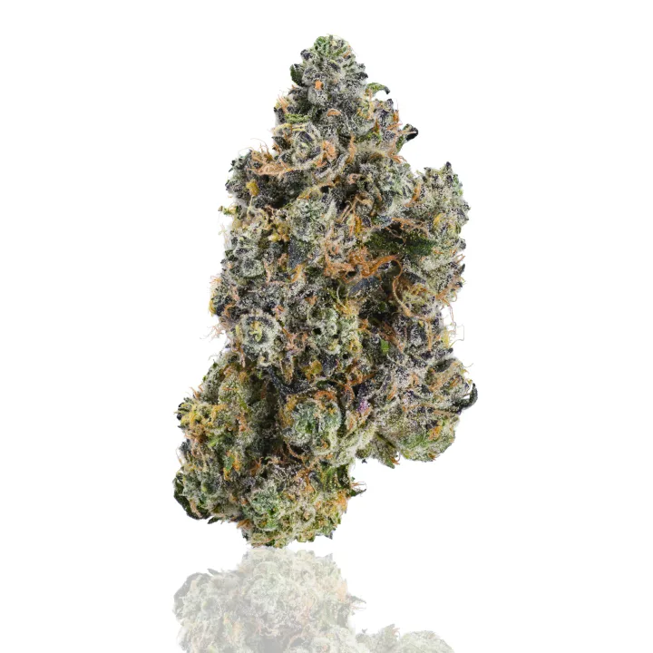Hashburger flower photographed on a white background, view 2