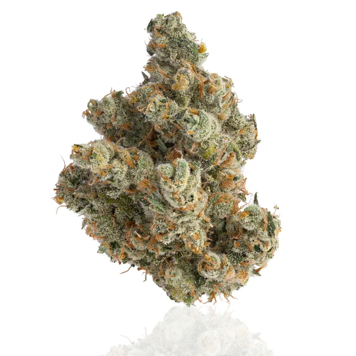 Jack Herer flower photographed on a white background, view 2