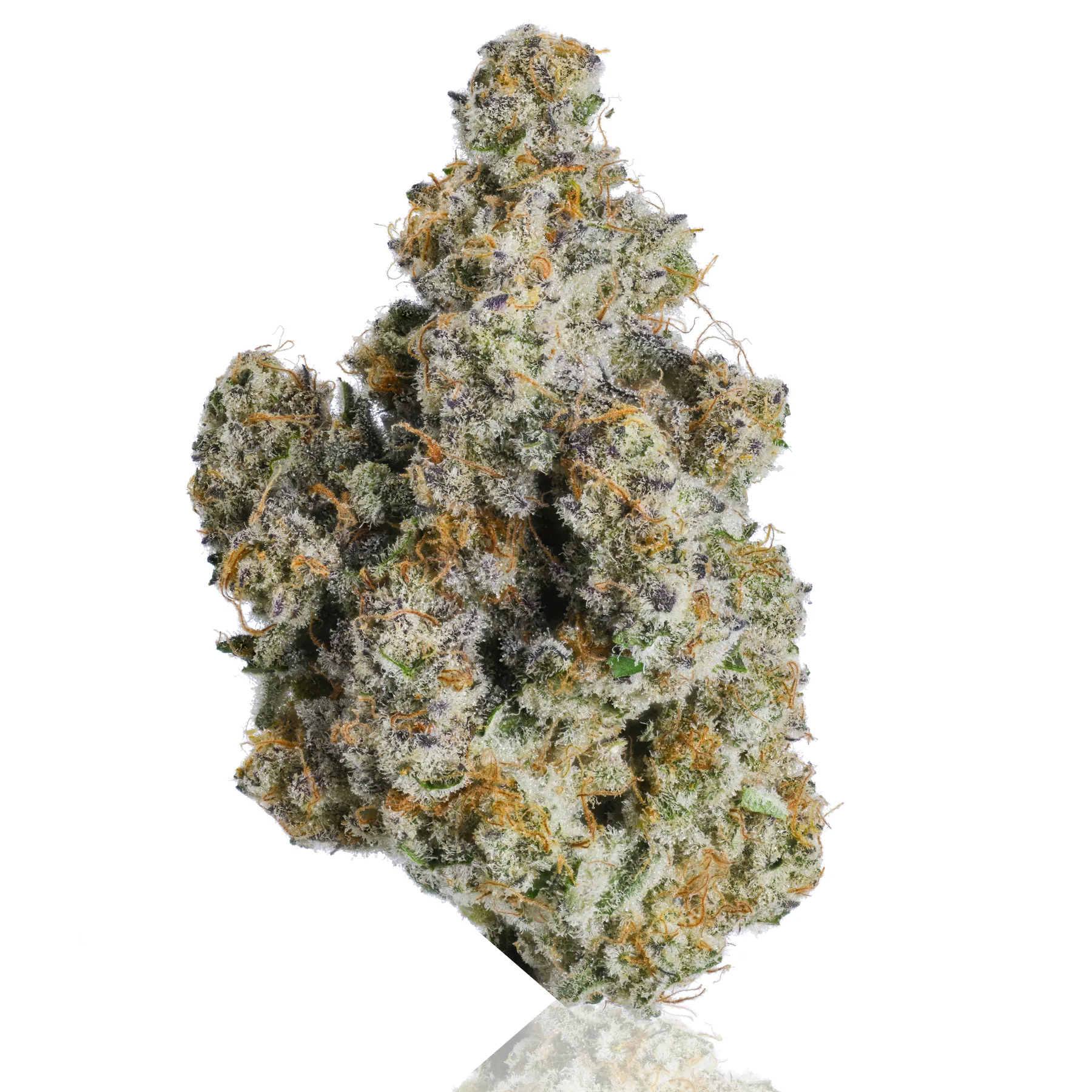 Alien Cookies flower photographed on a white background