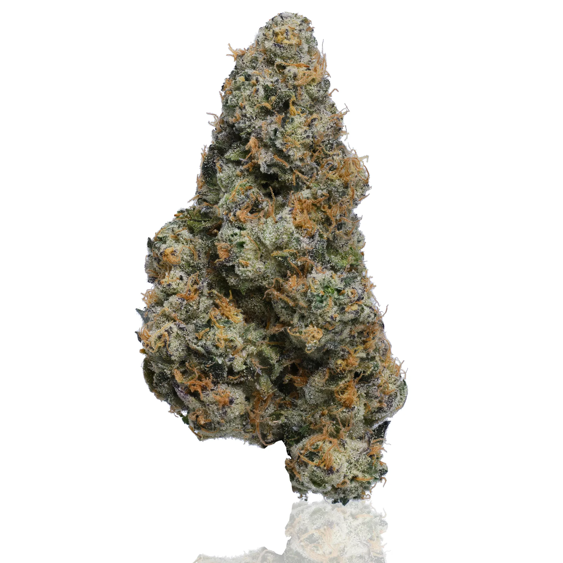 Mule Fuel flower photographed on a white background